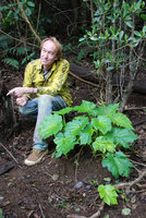 Patrick Blanc and Hillebrandia sandwicensis, Kauai, Hawai&#039;i, Dec. 2007