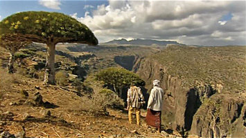 Patrick Blanc and his guide moving towards a flowering individual of Dracaena cinnabari, Socotra, March 2005