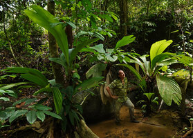 Patrick Blanc and Iguanura wallichiana var. major in a small forest stream, Ulu Licin Forest Reserve, Perak, Malaysia, April 2023