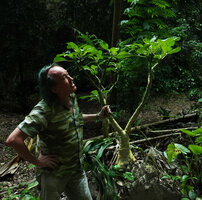 Patrick Blanc and Impatiens mirabilis growing on a karst boulder, Phang Nga, Thailand, March 2022