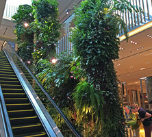 Patrick Blanc and James Atkins observing plants on the Green Columns at Robinsons, Festival City, Dubai