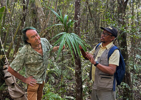 Patrick Blanc and Jean-Jacques Randriamanindry observing the multipartite leaf of Tacca artocarpifolia, Ankin&#039;ny Nofy Reserve, Madagascar, Aug. 2024 