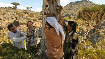Patrick Blanc and local people collecting the sap of Dracaena cinnabari, Socotra, March 2005