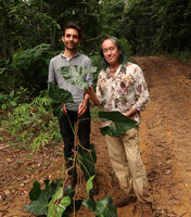 Patrick Blanc and Marc Jeanson holding a fruiting specimen of Cercestis blancii, Ebodjé, Campo, Cameroon, March 2018