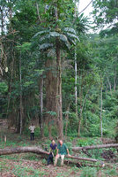 Patrick Blanc and Marc Jeanson sitting under a fully developed and flowering Cercestis camerunensis, Campo, Cameroon, March 2018