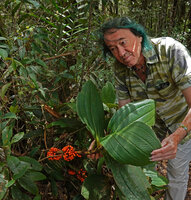 Patrick Blanc and Medinilla amplectens, a cauliflorous species with bright orange berries, Mt kinabalu, 1600 m asl, Sabah, Borneo, July 2022