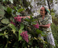 Patrick Blanc and Medinilla speciosa, Cameron Highlands, Malaysia, April 2023