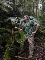 Patrick Blanc and Musa arfakiana in forest understory, Kwau, 1600 m asl, Arfak Mts, West Papua, May 2025