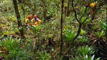 Patrick Blanc and Nicolas Hulot among tall Brocchinia tatei in the protected forest understory of a deep chasm, Kukenan Tepui, Venezuela, March 1999
