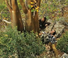 Patrick Blanc and Nicolas Hulot observing the golden succulent trunk of an old Adenium obesum, Socotra, March 2005