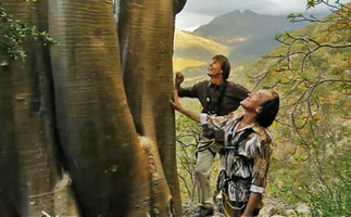 Patrick Blanc and Nicolas Hulot under a huge Adenium obesum, Socotra, March 2005