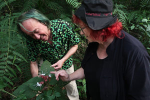 Patrick Blanc and Noemie Vialard observing the long stamens of Clerodendrum infortunatum, Phu Hin Rong Kla NP, Phitsanulok, Thailand, Nov. 2018