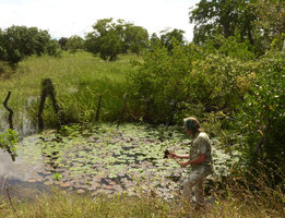Patrick Blanc and Nymphaea amazonum, mixed population of green leaved and brown leaved individuals, Barranquilla, Colombia, Nov. 2016.jpeg