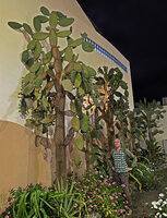 Patrick Blanc and Opuntia galapageia var. gigantea growing regularly and undamaged along a wall, Puerto Ayora, Santa Cruz, Galapagos, Aug. 2021