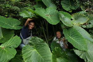 Patrick Blanc and our guide Mike among Colocasia gigantea leaves, Hua Ma cave, Ba Be, Vietnam, Nov. 2017