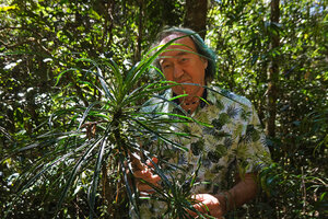 Patrick Blanc and Pandanus dyckioides in forest understory, Anjozorobe Angavo, 1350 m asl, Madagascar, Aug. 2024