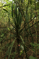 Patrick Blanc and Pandanus furcatus, Hlawga NP, Yangon, Myanmar, Dec. 2017