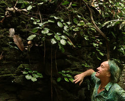 Patrick Blanc and Paraboea vulpina, Banjaran, Ipoh, Malaysia, Aug. 2018