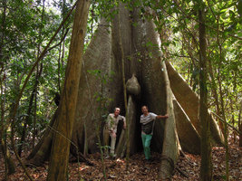 Patrick Blanc and Pascal Heni among Ceiba pentandra buttresses, Madre de Dios, Peru, Aug 2014