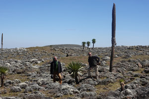 Patrick Blanc and Pascal Heni among giant Lobelia rhynchopetalum and cushions of Helichrysum citrispinum, Sanetti Plateau, Bale NP, Ethiopia, Jan. 2019