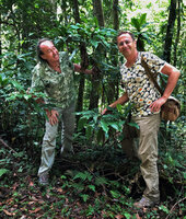 Patrick Blanc and Pascal Heni among tall flowering Palisota orientalis stems, Amani, East Usambara, Tanzania, Jan. 2021