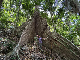 Patrick Blanc and Pascal Héni among the huge buttresses of an old Dracontomelon dao, Lagen, El Nido, Palawan, Philippines, April 2026