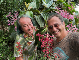 Patrick Blanc and Pascal Héni among the huge inflorescences of Medinilla cf. teysmannii, Apolog, Negros, Philippines, Jan. 2025