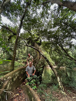 Patrick Blanc and Pascal Héni among the long vertically flattened buttresses of Dipterocarpus oblongifolius stabilizing the horizontally bending trunk above the Tahan river, Taman Negara, Malaysia, Sept. 2025