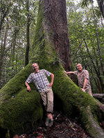 Patrick Blanc and Pascal Héni among the mossy buttresses of Anthoshorea stipularis, Kanneliya FR, Sri Lanka, Nov. 2024