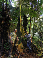 Patrick Blanc and Pascal Héni among tree buttresses, Perak, Malaysia