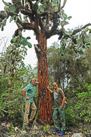 Patrick Blanc and Pascal Héni around a very old Opuntia galapageia var. gigantea, its trunk covered by a bright orange bark, way to Tortuga Bay, Santa Cruz, Galapagos, Aug. 2021