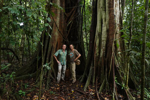 Patrick Blanc and Pascal Heni between two trunk like pillar roots of an old strangling Ficus, Sukau, Kinabatangan, Sabah, Borneo, July 2022