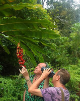 Patrick Blanc and Pascal Heni filming Alpinia nutans in Seram, 600 m asl, Moluccas, April 2024