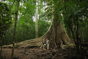 Patrick Blanc and Pascal Heni in front of Tetrameles nudiflora Cat Tien NP, Vietnam, Nov. 2019