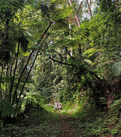 Patrick Blanc and Pascal Heni under Cyathea manniana clumps, Amani, East Usambara, Tanzania, Jan. 2021