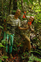 Patrick Blanc and Pascal Heni with a cauliflorous Mucuna bennettii in swampy forest, Karawari, Sepik, Papua New Guinea, March 2016