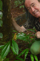 Patrick Blanc and Peperomia pernambucensis as a low epiphyte with branched inflorescence, El Amargal, Arusi, Nuqui, Choco, Colombia, Nov. 2016