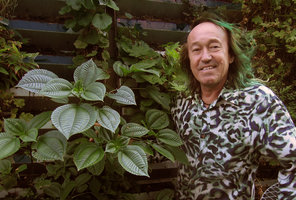 Patrick Blanc and Pilea umbrosa at the Amandolier site, Geneva, Switzerland, July 2015
