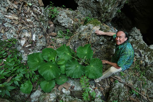 Patrick Blanc and Piper (syn. Pothomorphe) peltatum, Lowo Cave, Trenggalek, Java, May 2018