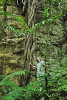 Patrick Blanc and plaited roots along a karst cliff, Aguateca, Petexbatun, Peten, Guatemala, Jan. 2020