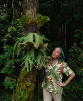 Patrick Blanc and Platycerium wallichii, a caducous species producing each year two erect basket fronds and two hanging photosynthetic fronds with upper lobes producing sori, Pai District, Thailand, Oct. 2023