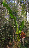 Patrick Blanc and Ravenala blancii, a short petiole being initiated once the parabolic narrow leaf blades are 3 to 4 m long, Anamalazaotra NP, Andasibe, Madagascar, Aug. 2024