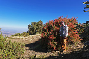 Patrick Blanc and Rumex nervosus in full bloom, Simien NP, Ethiopia, Jan. 2019