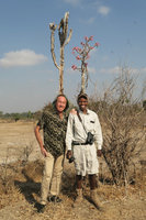 Patrick Blanc and Samuel Chihana in front of Adenium multiflorum, Liwonde NP, Malawi, Aug. 2017