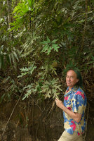 Patrick Blanc and Schefflera schizophylla, Khao Yai NP, Thailand, June 2016