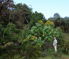 Patrick Blanc and Solanecio gigas at the edge of Harenna forest, Bale NP, 2800 m asl, Ethiopia, Jan. 2019