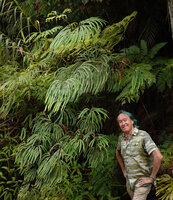 Patrick Blanc and Sticherus montaguei at forest edge, Massif Aoupinié, New Caledonia, Aug. 2023