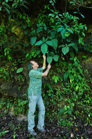 Patrick Blanc and Syngonium macrophyllum climbing on vertical roky bank, Cubilhuitz, Alta Verapaz, Guatemala, Jan. 2020