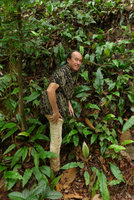 Patrick Blanc and Tectaria singaporeana growing on a vertical earth bank, Bukit Timah NR, Singapore, Aug. 2016