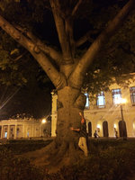 Patrick Blanc and the baobab of the plaza Jose Marti, Cienfuegos, Cuba, Feb. 2017